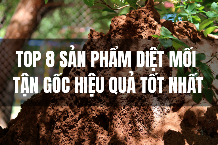 Top 8 loại thuốc diệt mối tận gốc hiệu quả tốt nhất